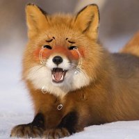 TomaFox